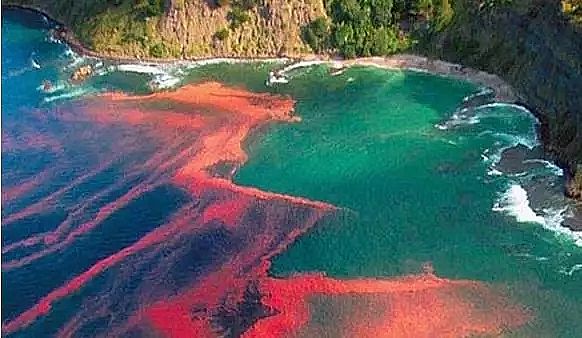 生物陶粒濾料廠家詳解水體富營養(yǎng)化成因、防治原理和技術措施