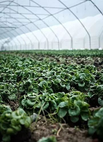 非離子聚丙烯酰胺NPAM生產廠家:廢水處理種的菜,還能吃嗎?