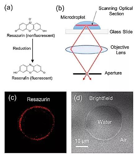 2019�����၆�F�S�����W߀�ǿƌW?΢�׼�ˮ�ξ��Ǹ�Ч߀ԭ��