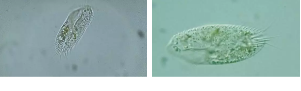 ���|�����V�ϏS����ˮ̎��ָʾ��΢�����ȫ!����������