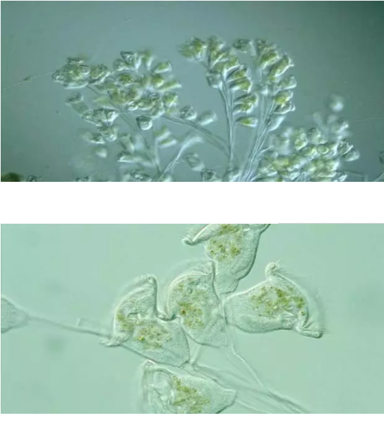 ���|�����V�ϏS����ˮ̎��ָʾ��΢�����ȫ!����������