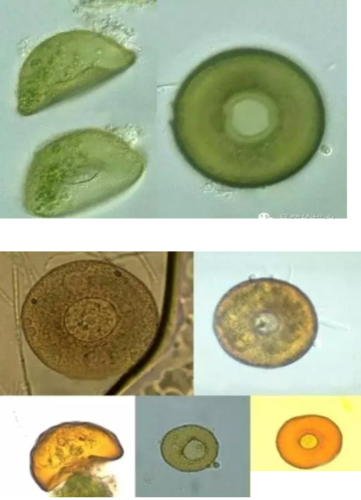 ���|�����V�ϏS����ˮ̎��ָʾ��΢�����ȫ!����������