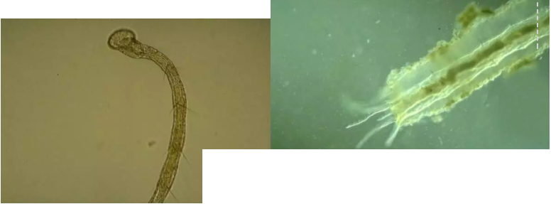 ���|�����V�ϏS����ˮ̎��ָʾ��΢�����ȫ!����������