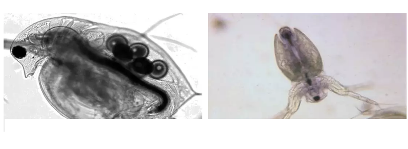 ���|�����V�ϏS����ˮ̎��ָʾ��΢�����ȫ!����������