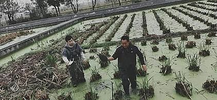 ��ʽ���w�������ϏS�����B(t��i)���B(y��ng)��βˮ�������A(y��)����������Ҧ̽��ˮ�a(ch��n)�B(y��ng)ֳ�Gɫ����֮·