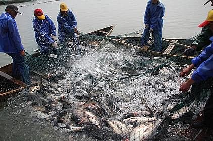 ��ʽ���w�������ϏS�����B(t��i)���B(y��ng)��βˮ�������A(y��)����������Ҧ̽��ˮ�a(ch��n)�B(y��ng)ֳ�Gɫ����֮·