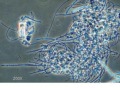 環保粉狀活性炭廠家污水廠應對污泥膨脹的技術管理
