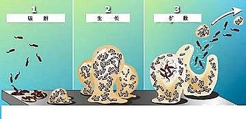 環保粉狀活性炭廠家污水廠應對污泥膨脹的技術管理