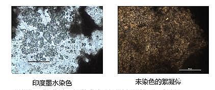 環保粉狀活性炭廠家污水廠應對污泥膨脹的技術管理