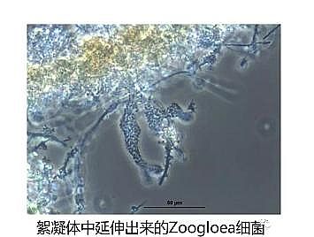 環保粉狀活性炭廠家污水廠應對污泥膨脹的技術管理