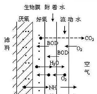 精選生物火山巖濾料生產(chǎn)廠家什么是生物膜?