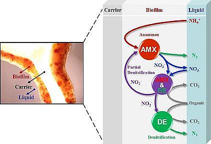 質量認證聚合氯化鋁PAC生產廠家基于實際污水A2/O工藝中懸浮污泥生物量減量實現缺氧生物膜中厭氧氨氧化菌的高度富集