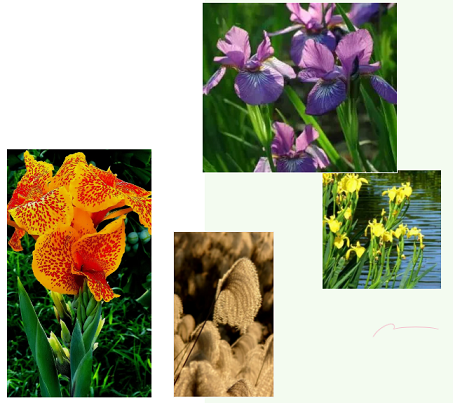 上等陰離子聚丙烯酰胺HPAM廠家濕生植物對富營養化水體修復研究