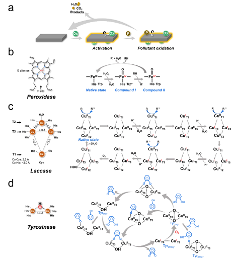 上好結(jié)晶氯化鋁生產(chǎn)廠家探討選擇性氧化水處理技術(shù)的原理、策略及挑戰(zhàn)