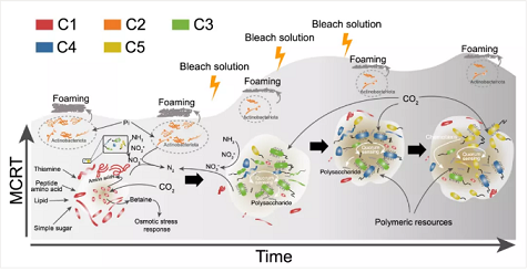 上等堿式氯化鋁生產廠家香港污水廠9年跟蹤發現:萬變的菌,不變的出水