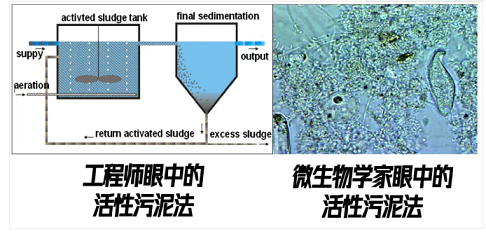 上等堿式氯化鋁生產廠家香港污水廠9年跟蹤發現:萬變的菌,不變的出水
