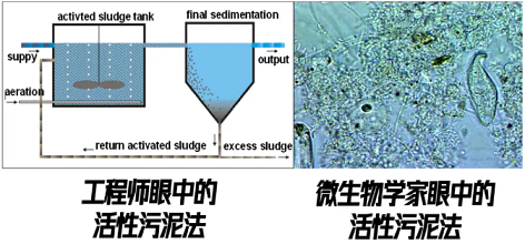 上等堿式氯化鋁生產廠家香港污水廠9年跟蹤發現:萬變的菌,不變的出水